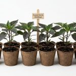 Healthy organic Purple Chilli Seedlings in biodegradable pots