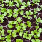 Healthy, nursery-grade Pak Choi seedlings featuring succulent white stems and vibrant, broad green leaves ready for organic transplanting. .