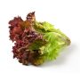 Lettuce red