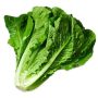 ROMAIN-LETTUCE