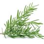 Rosemary