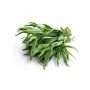 Tarragon