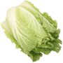 chinese cabbage